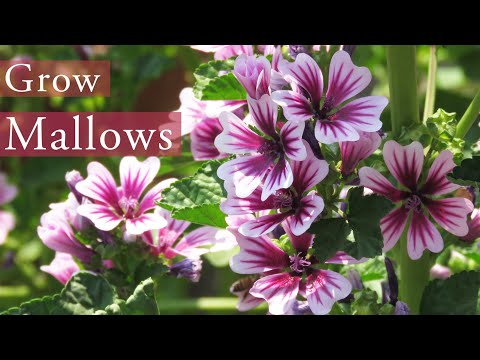 Mallow / Malva sylvestris | Common Mallow Plant Growing and Care । মালভা ফুল গাছ