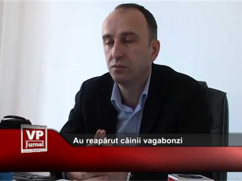 Au reapărut câinii vagabonzi