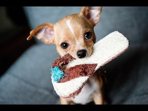 How To Feed My Chihuahua