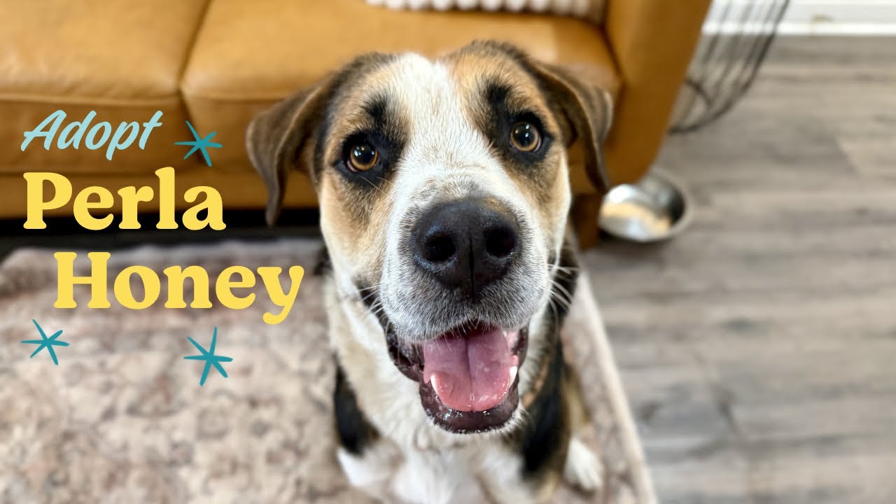 Perla Honey The Snuggle Ready Sweetheart, a Adoptable mixed breed in Montreal, QC video 6/6