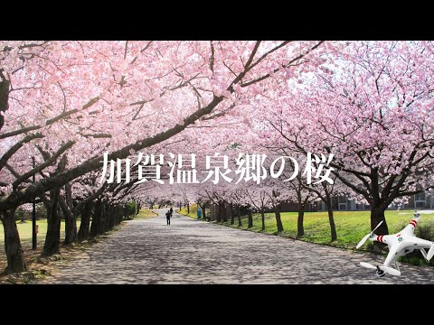 加賀温泉郷の桜【ドローン空撮】