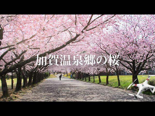 加賀温泉郷の桜 《ドローン空撮》