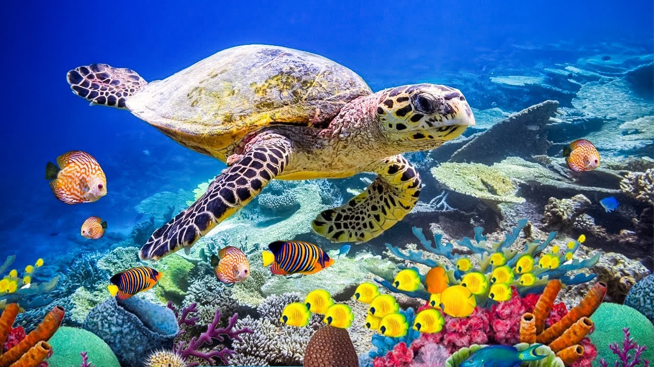 Under The Sea