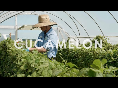 In Season Now | Cucamelon