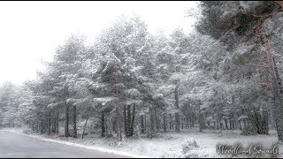 Snowing on trees - Relaxing Snow - Erik Satie - Gnossienne - Piano Music - Slow Tempo