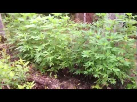 download lagu mp3 mp4 Heavy Harvest Fall Blend, download lagu Heavy Harvest Fall Blend gratis, unduh video klip Heavy Harvest Fall Blend