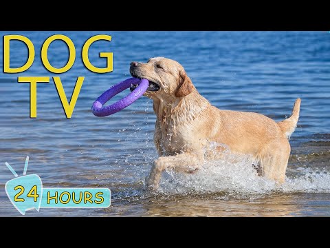 DOG TV: Best Video Entertain & Anti-Stress with Relax Music for Dogs When Home Alone - Music for Dog