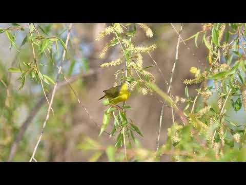 Horárik húštinový (Leiothlypis ruficapilla) — spev a hlas v prírode
