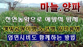 [텃밭농부.972]  마늘,양파 천연농약으로 3차 예방적 방제를 곁들여서 엽면시비 하는방법 #마늘재배 #양파…