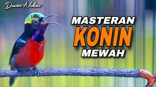 Download lagu MASTERAN KONIN GACOR FULL ISIAN MEWAH COCOK UNTUK MATERI TEMBAKAN KOLIBRI NINJA BAHAN GACOAN LOMBA mp3