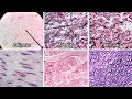 Identifying Connective Tissue Review And Practice