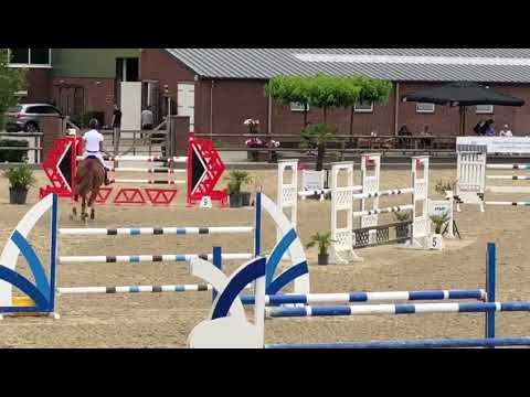 Dynamite TN (2008) gelding by Larino - Spartan