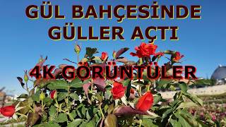 Tasarımcılarına İlham Veren Bahçe | Mükemmel Gül Bahçesi Yürüyüşü