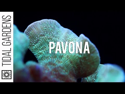 Pavona: The Perfect Beginner SPS Coral (Overview and Care Tips)