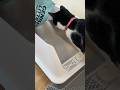 Genius Litter First Try UGC Work Example Cute Tuxedo Cat