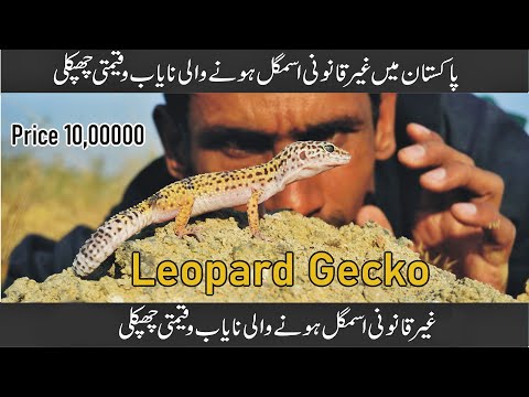 The Secret Life of Leopard Geckos 