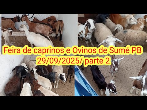Feira de caprinos e Ovinos de Sumé PB 29/09/2025