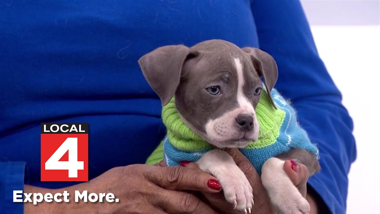 Britni, a ADOPTABLE mixed breed in Detroit, MI video 2/6