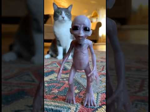 Cat Caught an Alien and the Alien Is Absolutely Furious About It 😭👽 #shorts #alien
