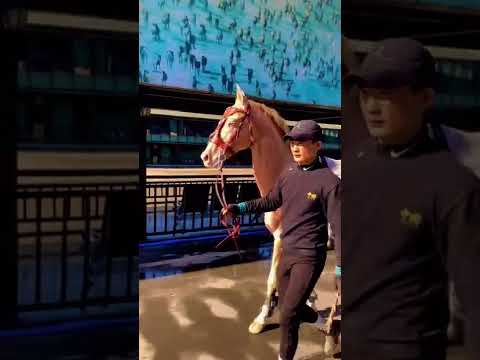 Best Wild Horses Mare Compilation of some Wild Horse Fights Video 148