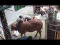 Qurbani Goru 2025 কোরবানির গরু ২০২৫