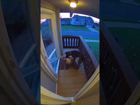 Everyone Ran Away, But This Dog Didn’t 🐶🔥#dog #shorts