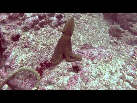 Accouplement de poulpes (octopus mating)