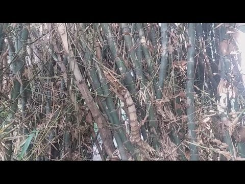 VIRAL | surganya bambu unik | jawa timur