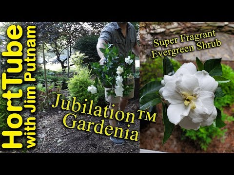 Planting a Super Fragrant Jubilation™ Gardenia