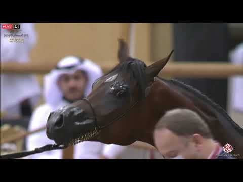 N 271 SULTAN AL KHOR   23rd Qatar National Arabian Horse Show   Yearling Colts Class 6A