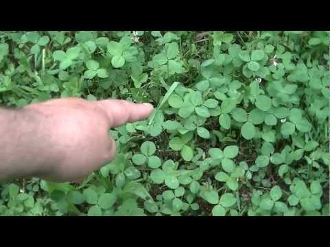 Uncle Milo Explains - # 2 - How to Find a 4 leaf clover