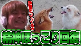 やすらぎを求めて癒し動物を見るおえちゃん【2025/04/21】