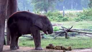 preview picture of video 'Смешной Слонёнок.Национальный парк Читван.Непал.'
