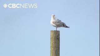Gull cull at St. John’s landfill is the wrong approach, experts say
