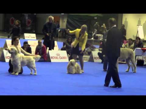 Duocacib Brno 6.2. 2016 BEST IN SHOW #1 under Václavik Miroslav - PUTJADE PAINTED APACHE