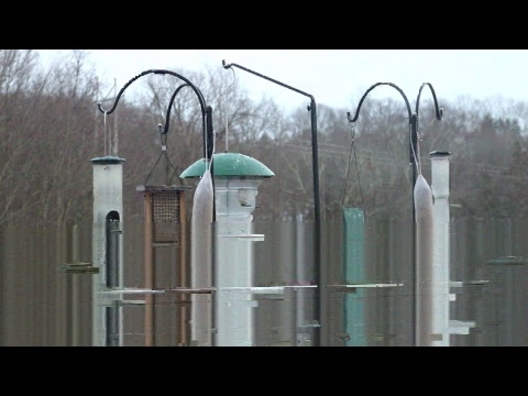LIVE Bird Feeder