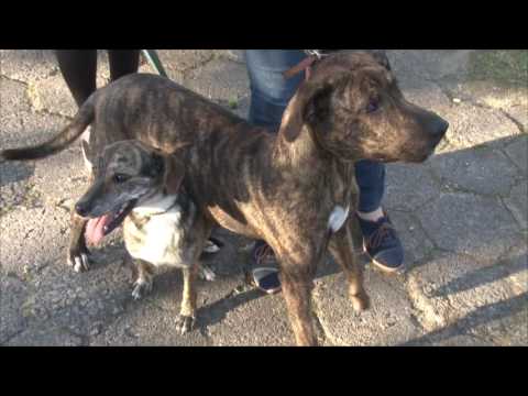 TJ UFSC 04/07/16 - Cãoterapia / Desocupação MinC SC