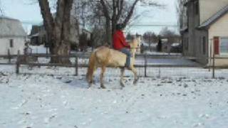 preview picture of video 'Kota bareback riding first ride after the sale'