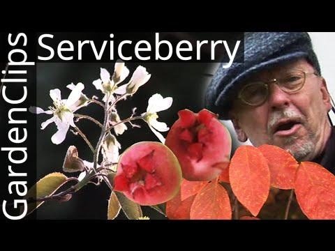Serviceberry: The Native Tree That Blooms ALL 4 Seasons!