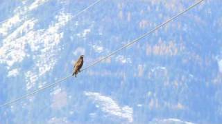 Red-tailed Hawk Harlan&#39;s Young Dark Morph