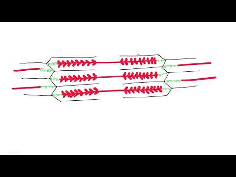 Drawing A Sarcomere