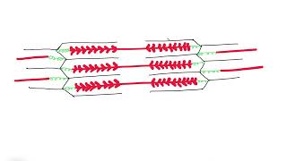 TOPIC 11.2 SKILL 2 DRAWING LABELED DIAGRAM OF STRUCTURE OF SARCOMERE