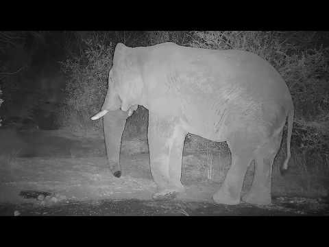 Kwa: Lone Elephant bull - 08/18/19