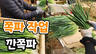 깐쪽파 작업  쪽파탈피기 1분 한단 라이브방송