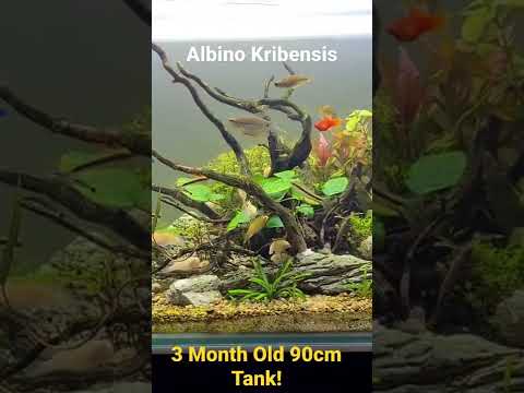 アルビノ・クリベンシス