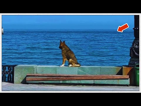 Loyal Dog Waits 12 Years by the Sea for His Lost Master  Muktar’s Heartbreaking Story