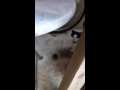 My Cat Kisses A Mouse Mp4