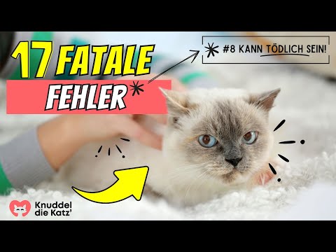 17 mistakes that are destroying your cat inside😨