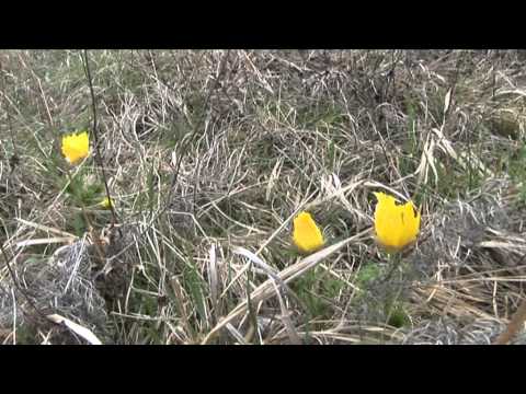 Tip na výlet: Hlaváček jarní