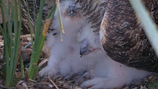 Fluffy Owlets Peek Out From Under Athena At Great Horned Owl Nest – April 10, 2024